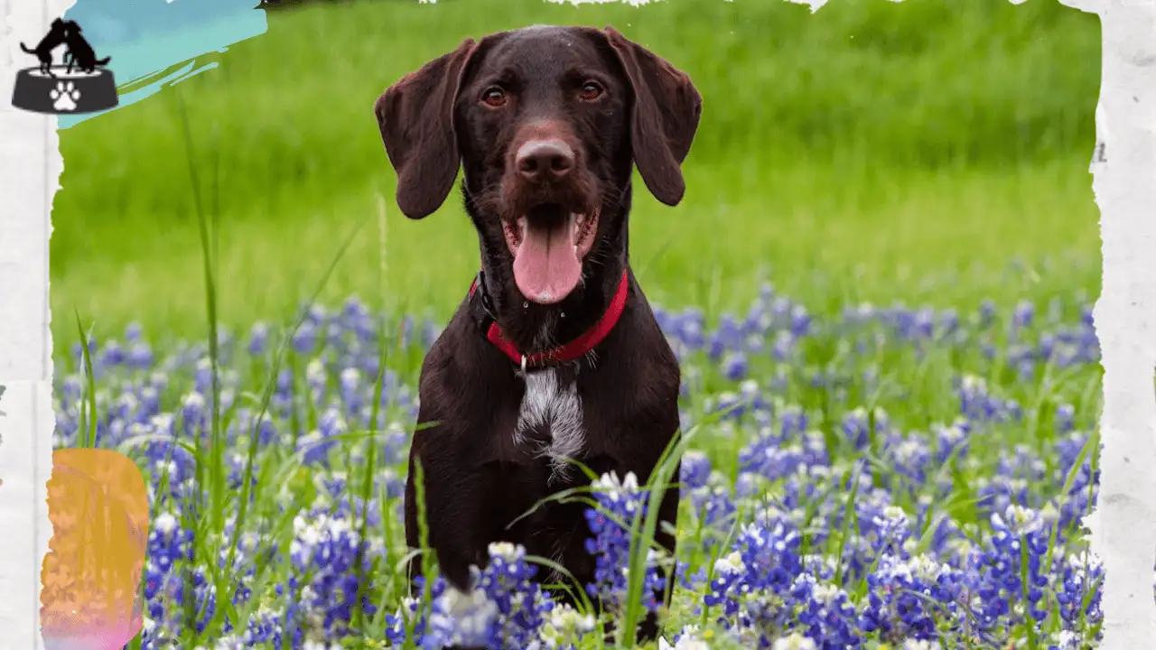 Energetic Labrador Retriever