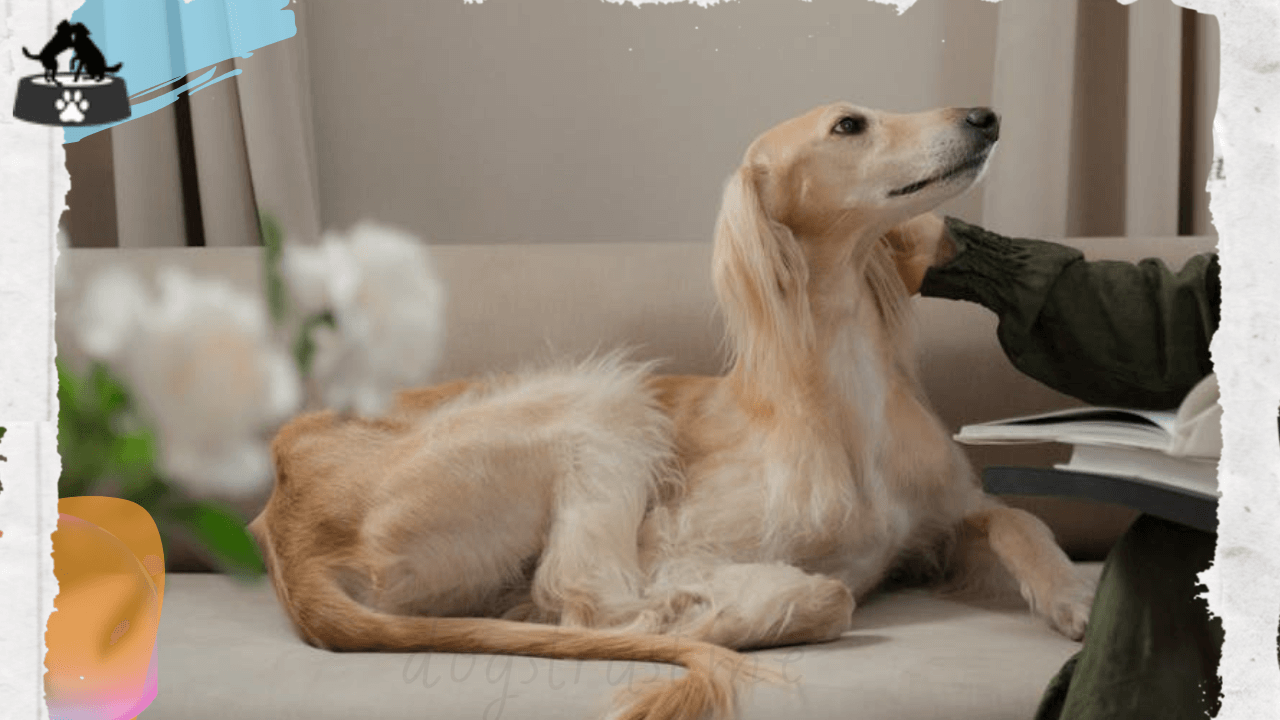  diverse dog breeds from around the world: Golden Retriever