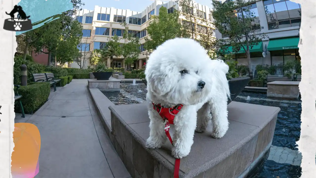 Adorable Bichon Frise with a fluffy white coat, known for its cheerful demeanor.