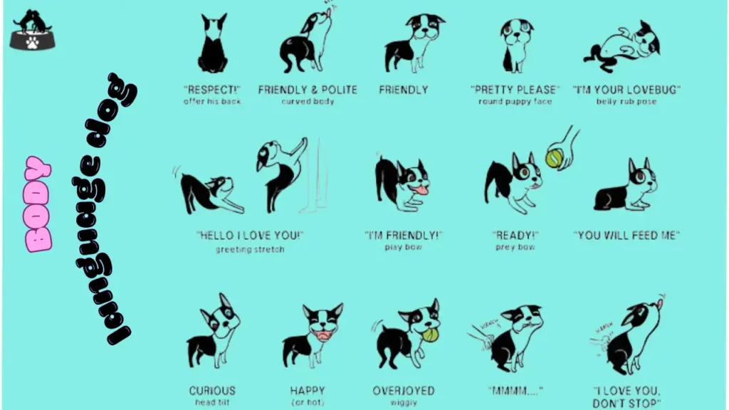 visual representations of these body language signals, courtesy of the dog.